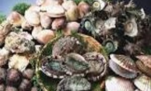 帘蛤的中医药性味归经、药用价值及营养价值