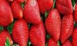 草莓的中医药性味归经、药用价值及营养价值